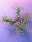 TILLANDSIA : FUNKIANA